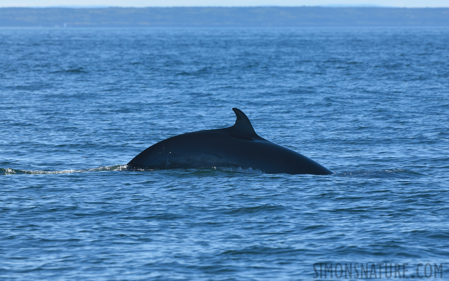 Balaenoptera acutorostrata [400 mm, 1/400 sec at f / 11, ISO 400]